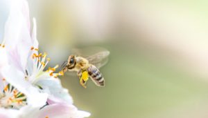 Abeille-ok